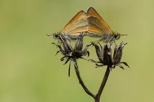 Skipper Butterflyon Dried Flower Wallpaper