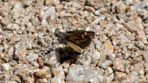 Skipper Butterflyon Gravel Wallpaper