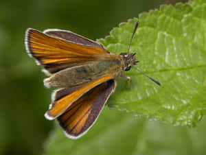 Skipper Butterflyon Green Leaf Wallpaper