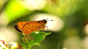 Skipper Butterflyon Green Leaf Wallpaper