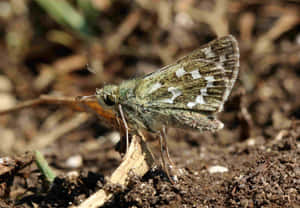 Skipper Butterflyon Ground.jpg Wallpaper