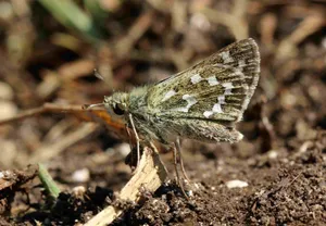 Skipper Butterflyon Ground.jpg Wallpaper