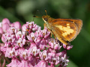 Skipper Butterflyon Pink Flowers Wallpaper