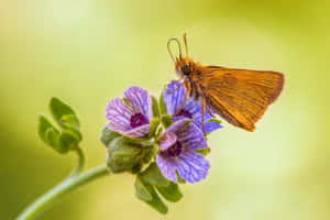 Skipper Butterflyon Purple Flower Wallpaper