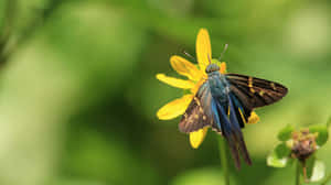 Skipper Butterflyon Yellow Flower Wallpaper