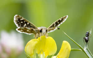 Skipper Butterflyon Yellow Flower Wallpaper