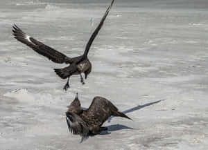 Skua Birdsin Flight Interaction Wallpaper