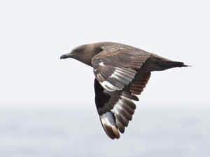 Skua In Flight Wallpaper