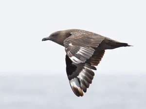 Skua In Flight Wallpaper