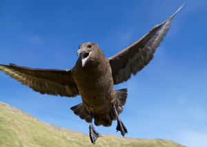 Skua In Flight Against Blue Sky Wallpaper