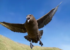 Skua In Flight Against Blue Sky Wallpaper