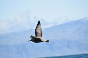 Skua In Flight Against Mountain Backdrop Wallpaper