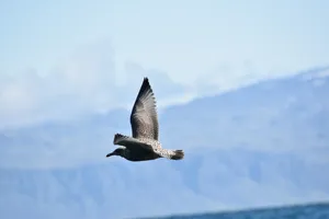 Skua In Flight Against Mountain Backdrop Wallpaper