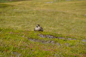 Skua Restingin Tundra Landscape Wallpaper