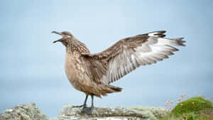 Skua Spreading Wings Wallpaper