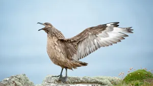 Skua Spreading Wings Wallpaper