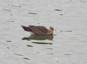 Skua Swimmingin Calm Waters.jpg Wallpaper