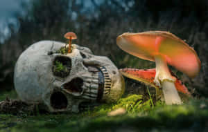 Skull Of A Dead Incompetent Person Wallpaper