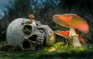 Skull Of A Dead Incompetent Person Wallpaper