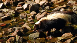 Skunk Drinking Water Stream Wallpaper