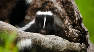 Skunk Peeking From Tree Hollow.jpg Wallpaper