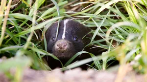 Skunk Peeking Through Grass.jpg Wallpaper