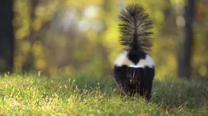 Skunkin Nature Backdrop.jpg Wallpaper