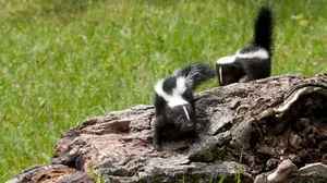 Skunks Exploring Log Wallpaper