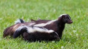 Skunksin Grass Wallpaper