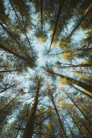 Skyward Forest Canopy View.jpg Wallpaper