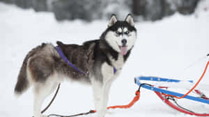 Sled Dogs Embracing The Winter Chill Wallpaper