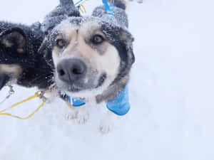 Sled Dogs Sprinting In Snowy Wilderness Wallpaper