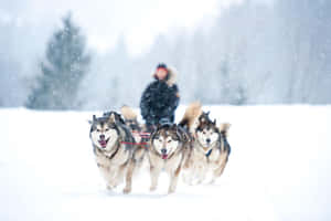 #: Sledding Through The Winter: A Sled Dog Journey Wallpaper