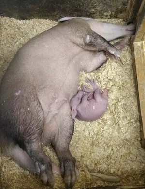 Sleeping Aardvarkand Offspring.jpg Wallpaper