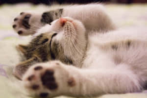 Sleeping Baby Cute Cat Pfp Wallpaper