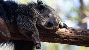 Sleeping_ Binturong_ On_ Branch.jpg Wallpaper