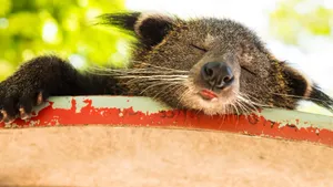 Sleeping Binturongon Branch Wallpaper