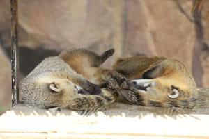 Sleeping Coatis Togetherness Wallpaper