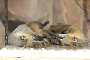 Sleeping Coatis Togetherness Wallpaper