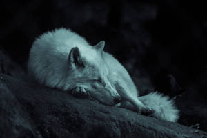 Sleeping Cool Wolf Wallpaper