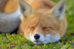 Sleeping Cute Fox Wallpaper