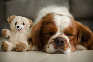 Sleeping Dogand Teddy Bear.jpg Wallpaper