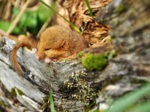 Sleeping Dormousein Nature.jpg Wallpaper