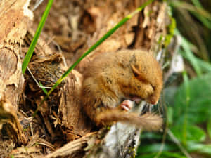 Sleeping Dormousein Nature.jpg Wallpaper