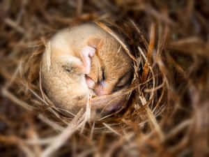 Sleeping Dormousein Nest.jpg Wallpaper