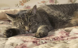 Sleeping Grey Cat Wallpaper