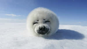 Sleeping Harp Seal Pupon Ice Wallpaper