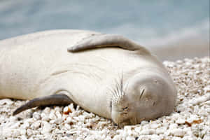 Sleeping Monk Sealon Beach.jpg Wallpaper