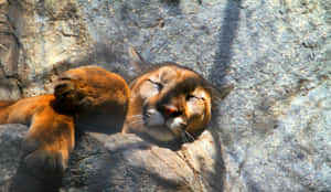 Sleeping Mountain Lion Rocky Rest Wallpaper