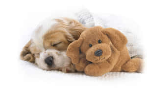 Sleeping Puppyand Plush Toy Dog.jpg Wallpaper